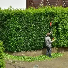 Osoba przycina żywopłot z trzmieliny, nadając mu idealny kształt. Wokół leżą świeżo ścięte gałązki.
