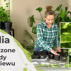 Jak siać bazylię w doniczce: proste kroki do udanej uprawy
