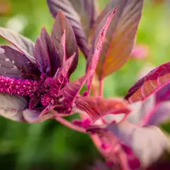 En närbild av en mörklila amarant med en borstliknande rosa blomma. Bladen är djupt purpurfärgade med inslag av rött och grönt i bakgrunden.