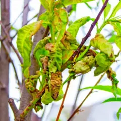 Feuilles de pêcher déformées par la cloque, signe qu'un traitement est nécessaire pour sauver l'arbre.