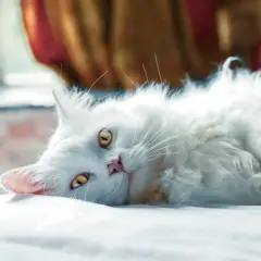 Gato blanco de pelo largo, con ojos dorados, descansa plácidamente. ¡Cuidado con las bolas de pelo gatos!