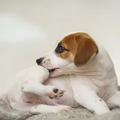 En söt Jack Russell-valp som kliar sig, kanske på grund av loppor. Hunden ligger på en mjuk filt.