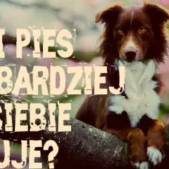 Jaki pies pasuje do Ciebie? Kompletny przewodnik i test.
