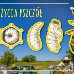 Jak rozmnażają się pszczoły? Odkryj sekrety życia w ulu!