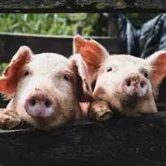 Dos cerditos curiosos asoman por encima de una valla de madera. Parecen soñar con cerdos y aventuras en el campo.