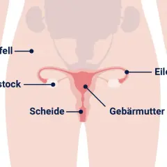 Anatomische Darstellung des weiblichen Beckens mit Gebärmutter, Eierstöcken und Eileitern. Informationen zu Eierstockkrebs, woran stirbt man, sind hier nicht ersichtlich.
