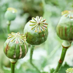Zielone, wilgotne maki, z których można pozyskać opium, z charakterystycznymi koronkami na szczycie.