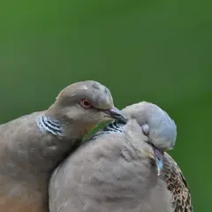 Dwa ptaki podobne do gołębi, jeden czule dotyka drugiego.