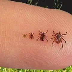 De qué color son las garrapatas y cómo identificar sus variaciones