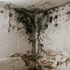 Esquina de pared con moho negro y pintura descascarada, evidencia de condensación en la pared.