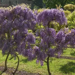 Des arbres en forme de cœur, couverts de grappes de glycine fleur, s'épanouissent dans un jardin verdoyant.