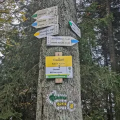 Znaki szlaku turystycznego na drzewie wskazują drogę do Ciecienia, 830 m n.p.m. W lesie widać wiele kierunków.