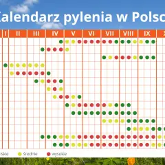 Co pyli w Szczecinie? Alerty alergika na grudzień i wiosnę