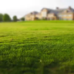 Zielona, gęsta trawa na tle rozmytych budynków i drzew.