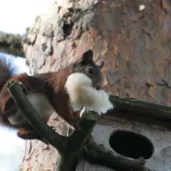 Ekorre med bomull i munnen på väg till sitt bo. Visar hur bor ekorrar.