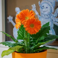 Pomarańczowa gerbera doniczkowa kwitnie na tle zimowych dekoracji okiennych ze śnieżynkami.