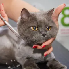 Un gato gris con ojos amarillos está siendo esquilado. Se puede cortar el pelo a los gatos para su cuidado.