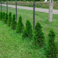 Rząd zielonych, stożkowatych tui w ogrodzie, rosnących wzdłuż siatkowego ogrodzenia.