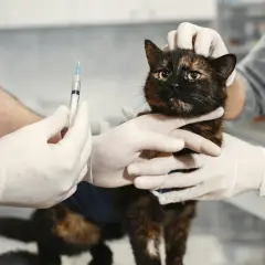 Weterynarz wykonuje szczepienie kota na wściekliznę. Kotek dzielnie znosi zabieg.