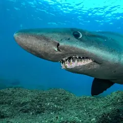 Tiburón de aguas profundas, uno de los peces de Canarias, nada sobre un lecho marino rocoso.