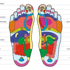 Mappa della riflessologia plantare: ogni zona del piede corrisponde a un organo o a una funzione del corpo.