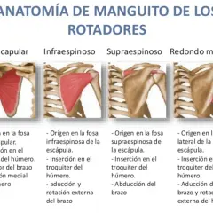 Conoce los músculos del manguito rotador y su importancia en el hombro