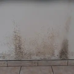 Taches sombres de moisissure sur un mur blanc, signe d'un placo humide.