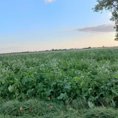 Zielone pole obsiane międzyplonem z drobnymi białymi kwiatkami, na horyzoncie domy i drzewo.