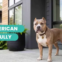 Un perro American Bully, fuerte y musculoso, posa frente a una casa moderna.