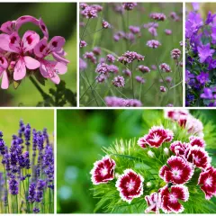 Piękne kwiaty na balkon zachodni: różowe pelargonie, fioletowe werbeny, dzwonki, lawenda i goździki.