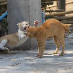 Dos gatos, uno blanco y naranja, el otro naranja, se enfrentan. El blanco y naranja abre la boca en un maullido, mientras el naranja se inclina. Una escena de cómo presentar a dos gatos.