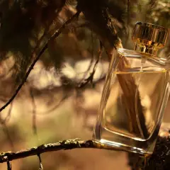 Szklana buteleczka perfum na gałęzi drzewa, sugerująca, jak pachnie drzewo sandałowe.