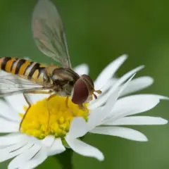 Un syrphe insecte, aux rayures jaunes et noires, butine une marguerite blanche.