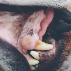 Boca de perro con encías blancas y rosadas, mostrando dientes amarillentos y una pequeña mancha oscura.