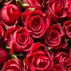 Un mazzo di rose rosse, simbolo di passione. Se un uomo ti desidera, i segnali sono chiari come il colore di questi fiori.
