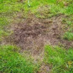 Na trawniku widoczne są suche, brązowe plamy i dziury, kontrastujące z soczystą zielenią trawy.