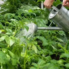 Arroser les pommes de terre est essentiel pour leur croissance. Une main verse de l'eau d'un arrosoir sur un champ de jeunes plants de pommes de terre verts et luxuriants.