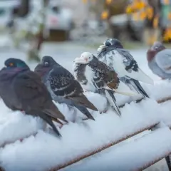 Gołębie w zimie grzeją się na zaśnieżonej ławce, szukając ciepła i towarzystwa.