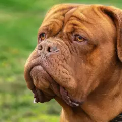 Brązowa kufa u psa rasy dog de bordeaux, z charakterystycznymi zmarszczkami na głowie i opadającymi wargami.
