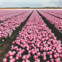 Nieskończony **pole tulipanów** w odcieniach różu, z wiatrakiem w oddali.