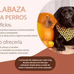 Un labrador negro con pañuelo de calabaza posa junto a calabazas. Los perros pueden comer calabaza cruda, beneficiando su digestión y salud.