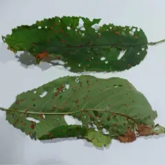 Due foglie verdi di albicocco, perforate e macchiate di ruggine, mostrano i segni di una malattia.