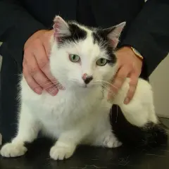 A black and white cat with green eyes is being held by a person. The cat appears calm, perhaps undergoing a check-up for issues like ibs in cats.