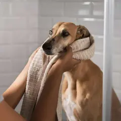 Persona seca a su perro con una toalla, parte de los cuidados para perros.