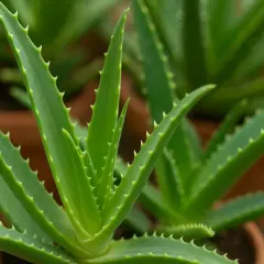 Foglie carnose e verdi di aloe vera, con bordi seghettati, in vasi di terracotta.