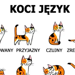 Jak rozpoznać kotkę od kota? Pewny sposób pod ogonem!