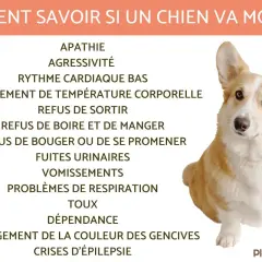Comment savoir si un chien va mourir ? Signes : apathie, refus de manger, problèmes respiratoires. Le temps est précieux.