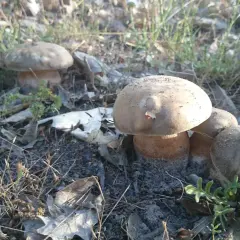 Hongos en el bosque, algunos parecen comestibles, pero la confusión llanega venenosa acecha.