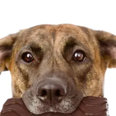 Perro con chocolate en la boca. ¿Qué pasa si mi perro come chocolate? Peligro para su salud.