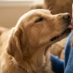 Un perro golden retriever, un verdadero perro velcro, lame cariñosamente la mejilla de su dueña, quien sonríe feliz.